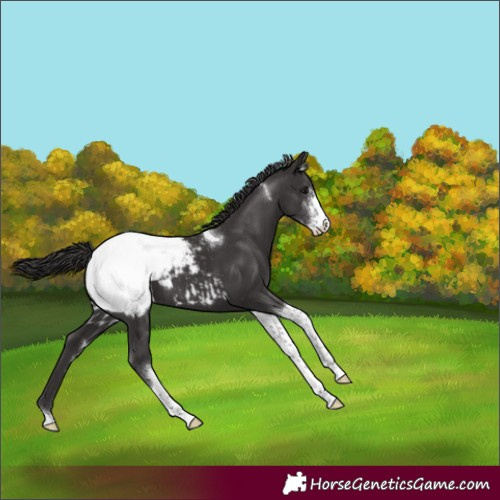 Horse Color:Smoky Black Sabino Tobiano Appaloosa 
