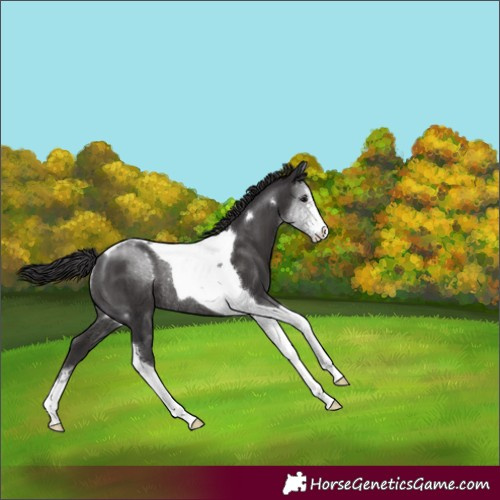 Horse Color:Smoky Black Sabino Tobiano Rabicano 