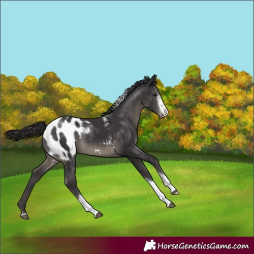Horse Color:Smoky Black Sabino Tobiano Appaloosa Rabicano 