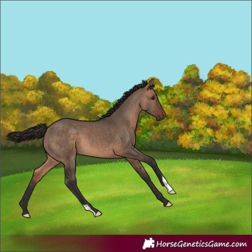 Horse Color:Brown Dun 