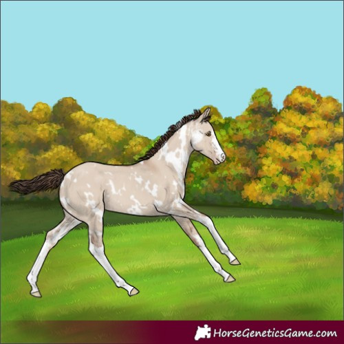 Horse Color:White Spotted Classic Champagne Dun Sabino 