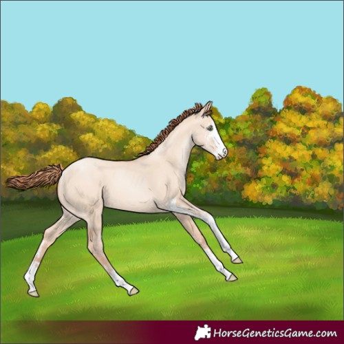 Horse Color:Classic Champagne Pearl Dun Sabino