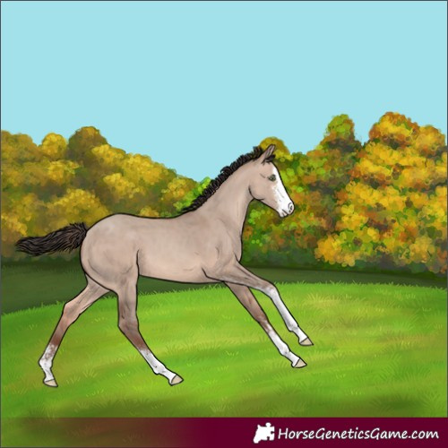 Horse Color:Sable Champagne Dun Sabino 
