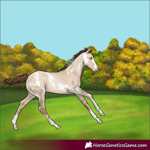 Horse Color:White Spotted Brown Pearl Dun Sabino 