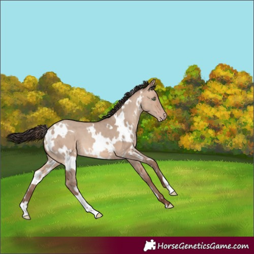 Horse Color:White Spotted Sable Champagne Dun 
