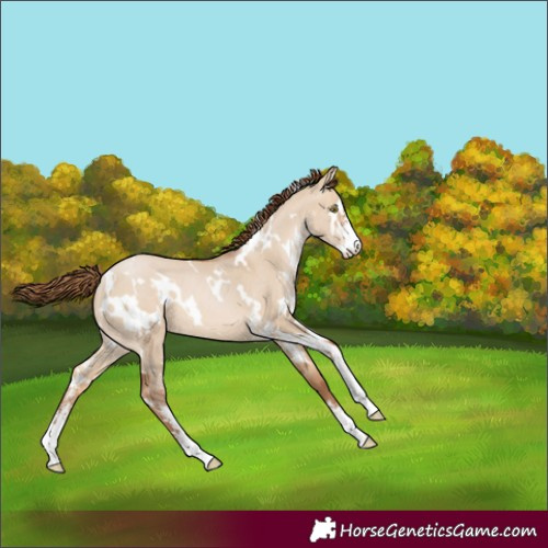 Horse Color:White Spotted Brown Pearl Dun Sabino