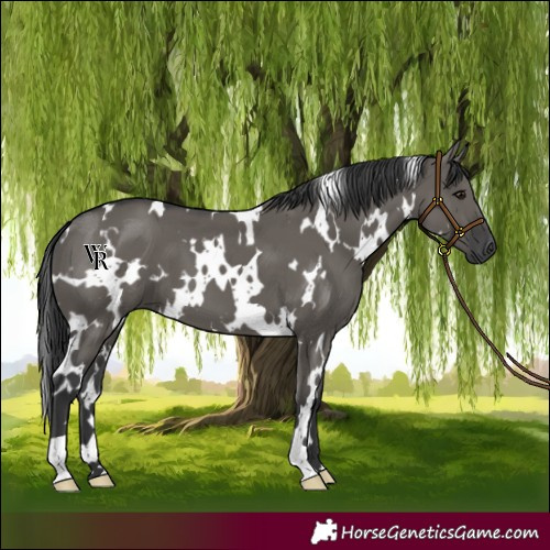 Horse Color:White Spotted Grullo 