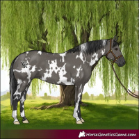 Horse Color:White Spotted Grullo