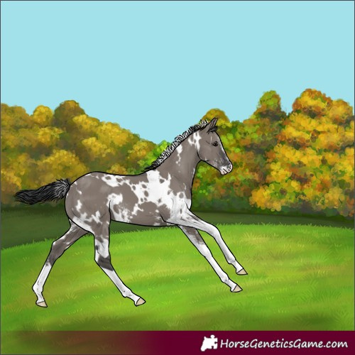 Horse Color:White Spotted Grullo Sabino