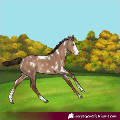 Horse Color:White Spotted Liver Red Dun Sabino Rabicano 