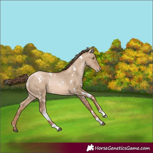 Horse Color:White Spotted Liver Red Dun Pearl Rabicano 