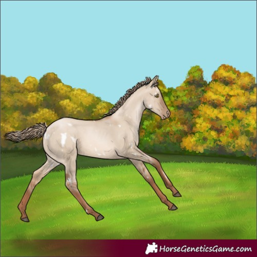 Horse Color:White Spotted Liver Red Dun Pearl 