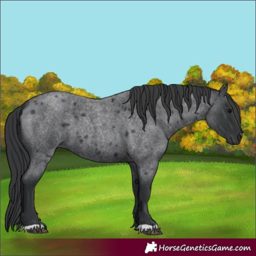 Horse Color:Blue Roan 