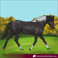 Horse Color:Smoky Black Tobiano 