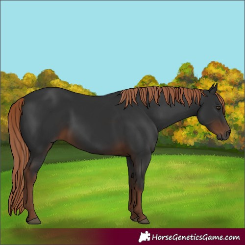 Horse Color:Gray White Spotted Liver Chestnut 