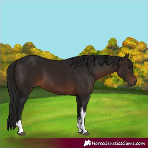Horse Color:Gray White Spotted Bay 
