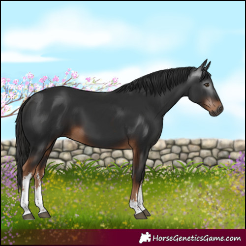 Horse Color:Gray White Spotted Liver Chestnut