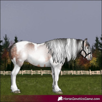 Horse Color:Gray Bay Tobiano Frame