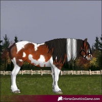 Horse Color:Gray Bay Tobiano Frame 