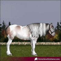 Horse Color:Gray Bay Tobiano Frame 