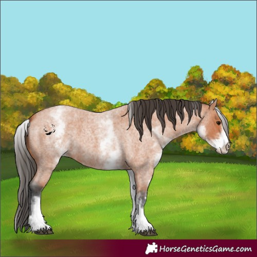 Horse Color:White Spotted Bay Roan 
