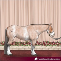 Horse Color:White Spotted Bay Roan