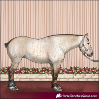 Horse Color:Red Dun  and Gray Bay Dun 