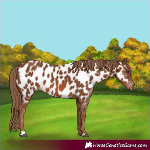 Horse Color:Chestnut Appaloosa 