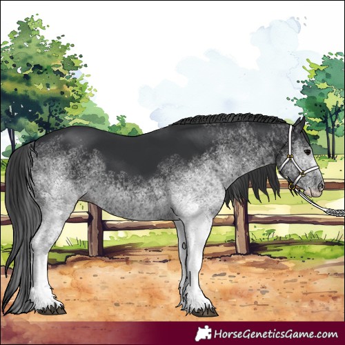 Horse Color:Unknown 