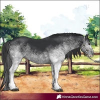 Horse Color:Unknown 
