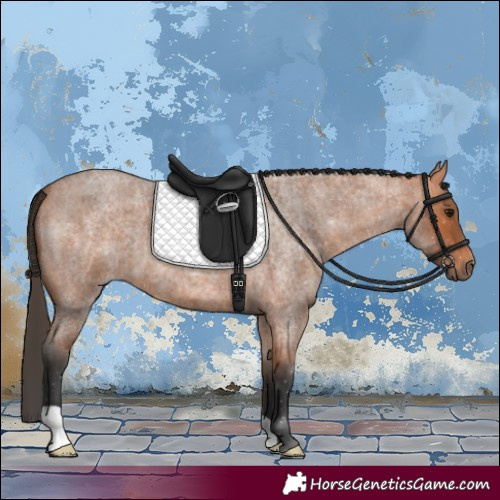 Horse Color:Bay Roan 