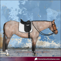 Horse Color:Bay Roan 