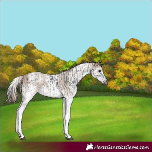 Horse Color:Gray White Spotted Smoky Black  and Gray White Spotted Smoky Creme 