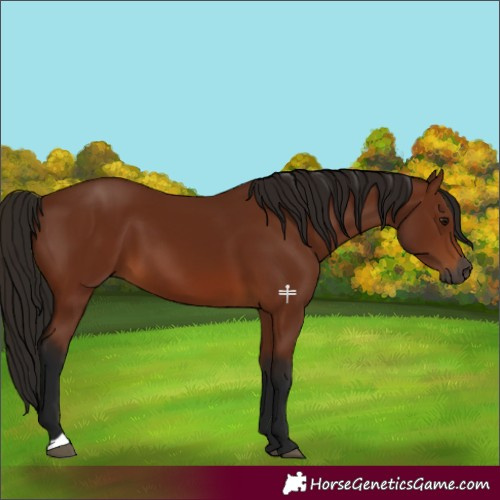 Horse Color:Gray Bay 