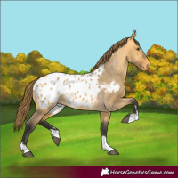 Horse Color:Buckskin Dun Appaloosa