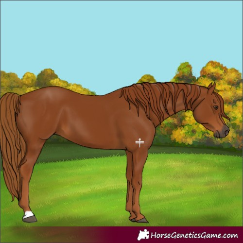 Horse Color:Gray Chestnut 