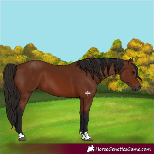 Horse Color:Gray Bay 