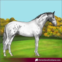 Horse Color:Gray Black Tobiano Appaloosa 