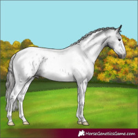 Horse Color:Gray Black Tobiano Appaloosa 