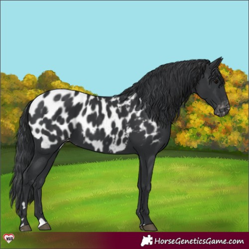 Horse Color:Black Appaloosa