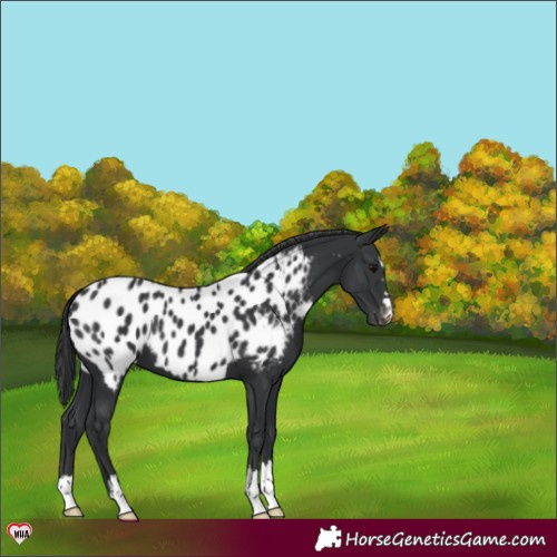 Horse Color:Black Appaloosa 