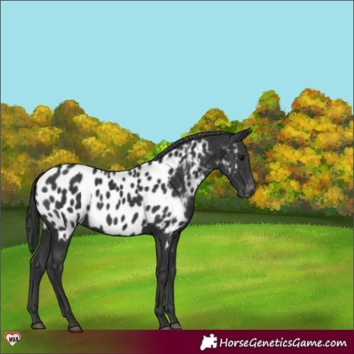 Horse Color:Black Near Leopard 