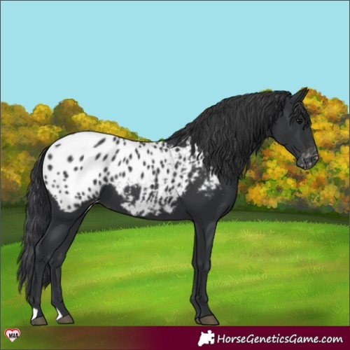 Horse Color:Black Appaloosa 