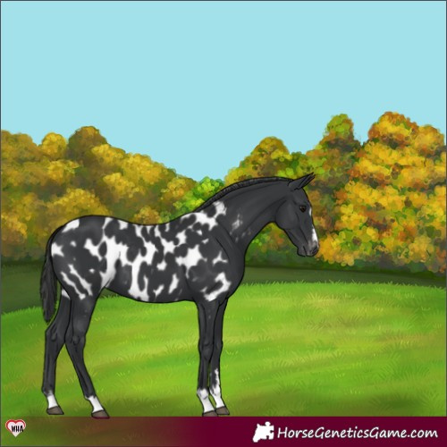 Horse Color:Black Appaloosa 