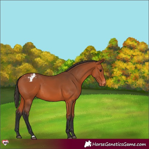 Horse Color:Bay Appaloosa 