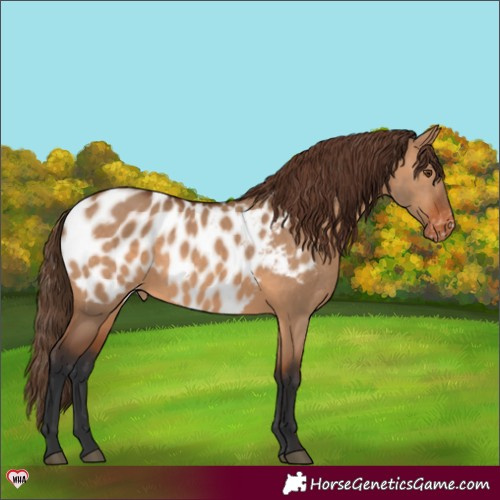 Horse Color:Bay Dun Appaloosa 