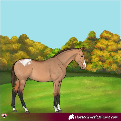 Horse Color:Bay Dun Appaloosa 