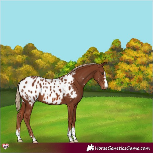 Horse Color:Chestnut Blanket 