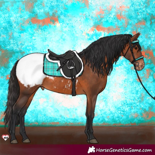 Horse Color:Brown Appaloosa 