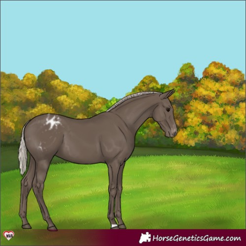 Horse Color:Silver Black Appaloosa 
